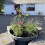 Gårdsplan med blommor