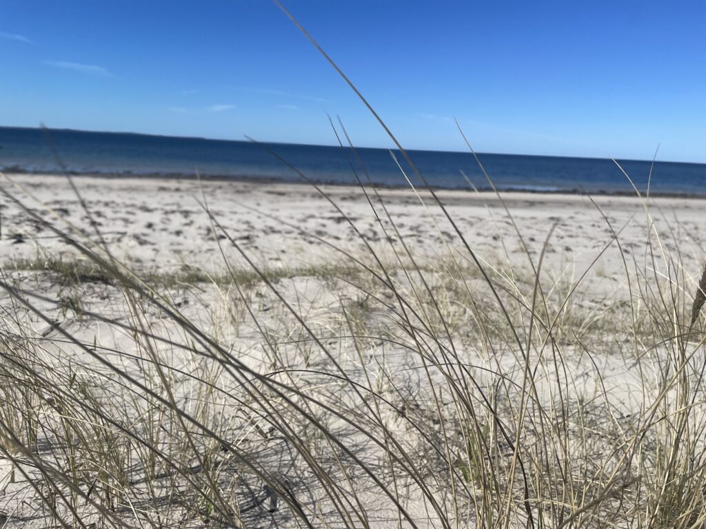 Strand med vass i Viken