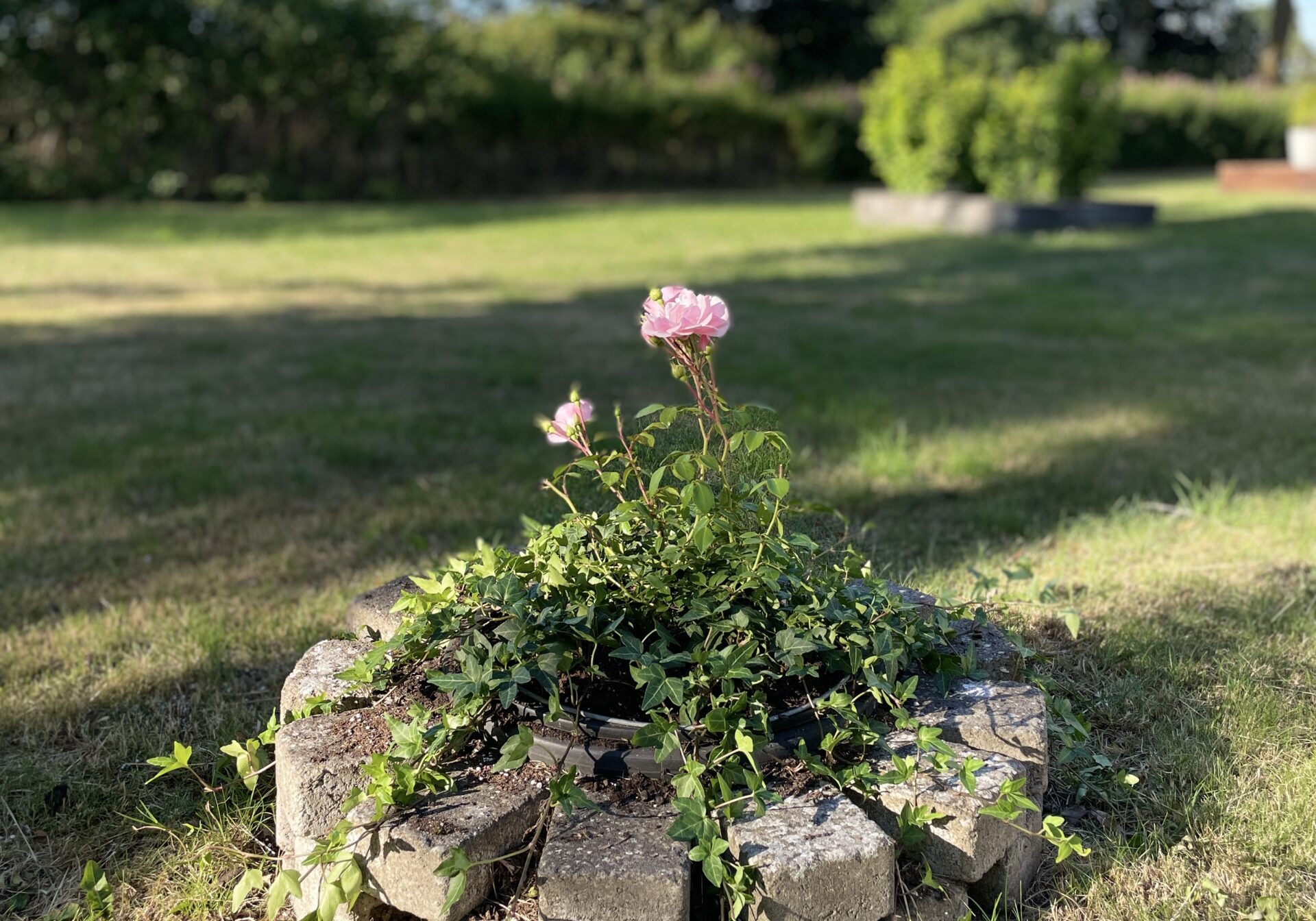 Blomma i trädgård