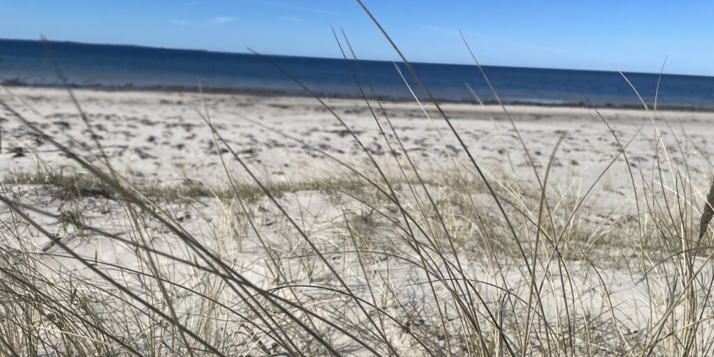 Strand med vass i Viken